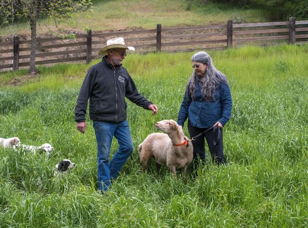 DG Educational Services, Inc