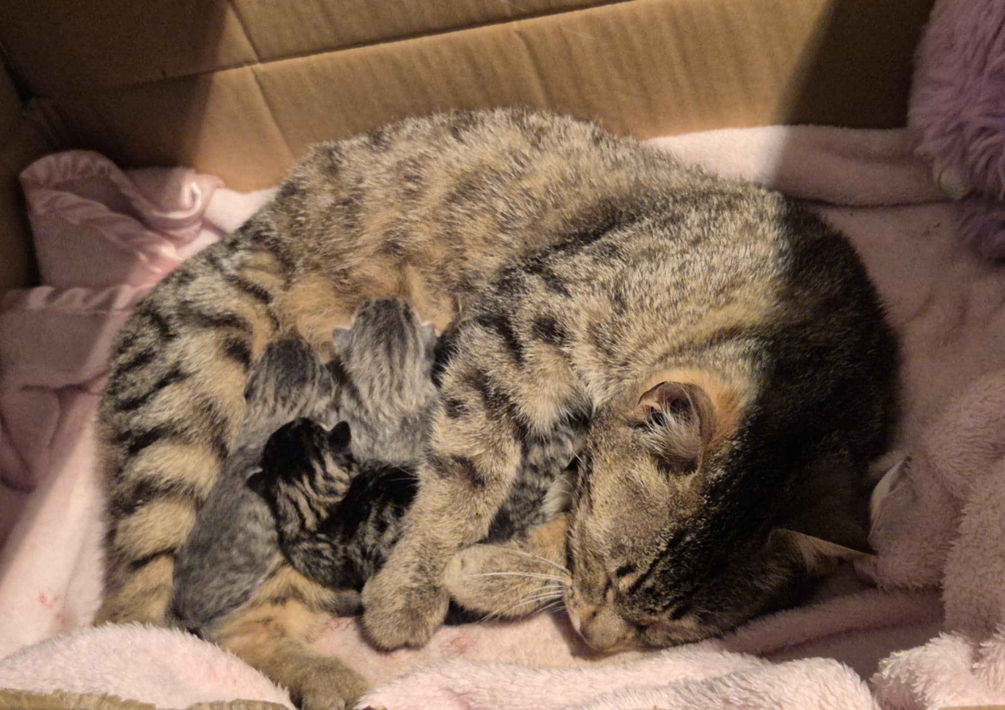 itty bitty kitty committee