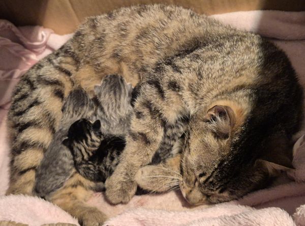 itty bitty kitty committee