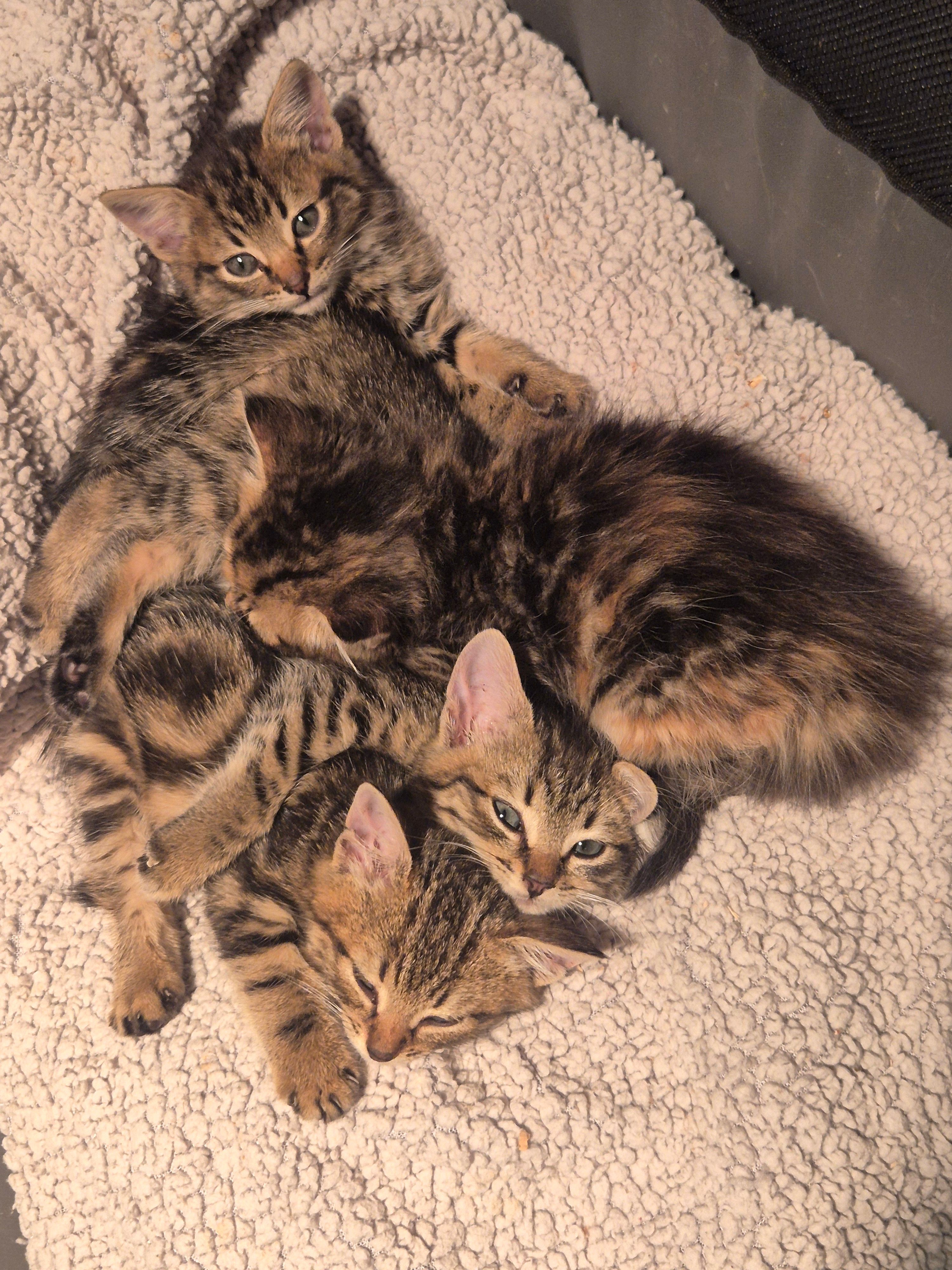 itty bitty kitty committee