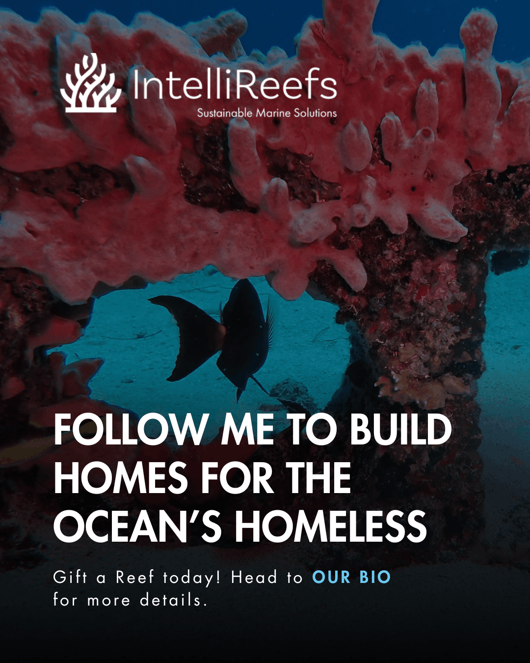 Reef Life Foundation