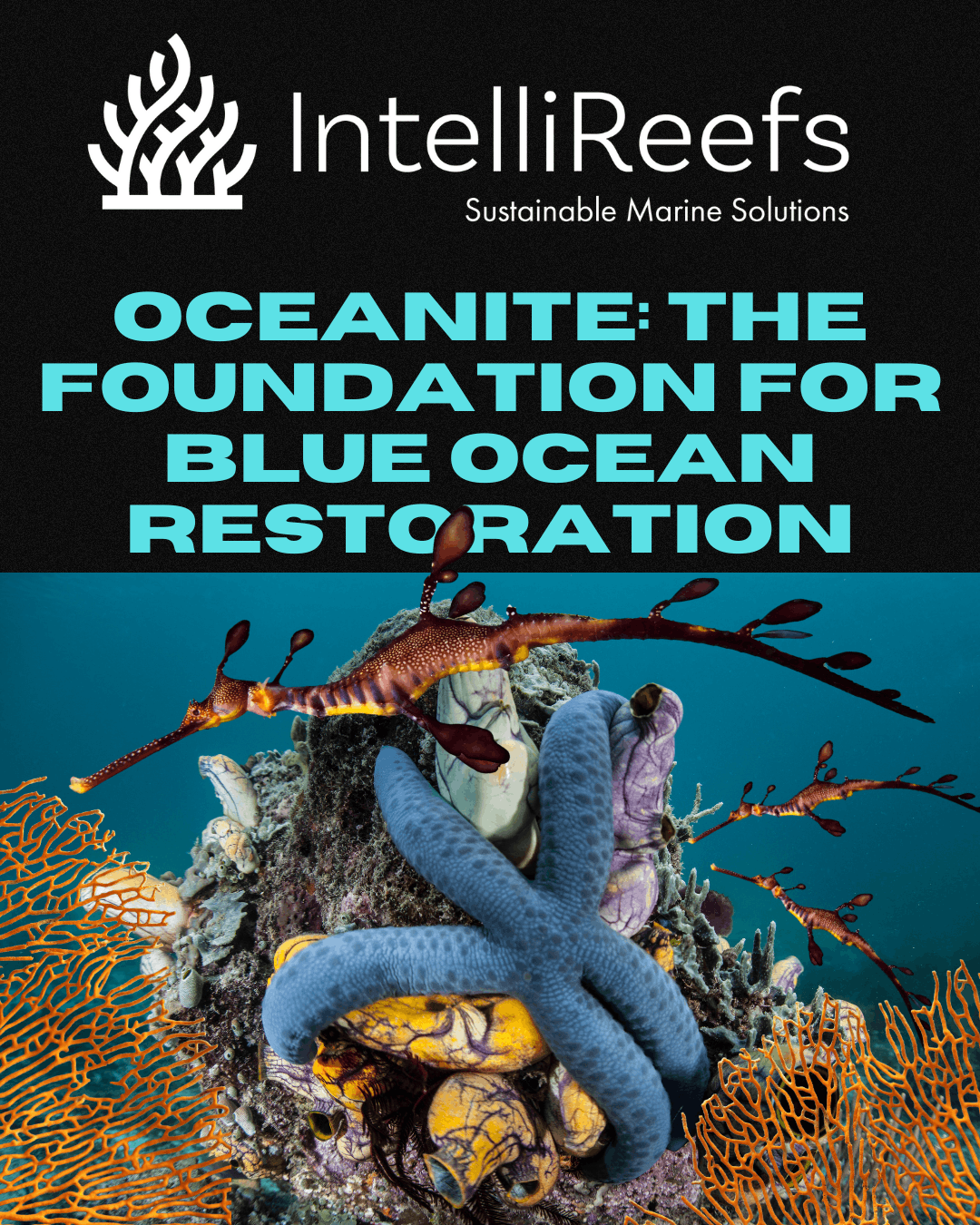 Reef Life Foundation