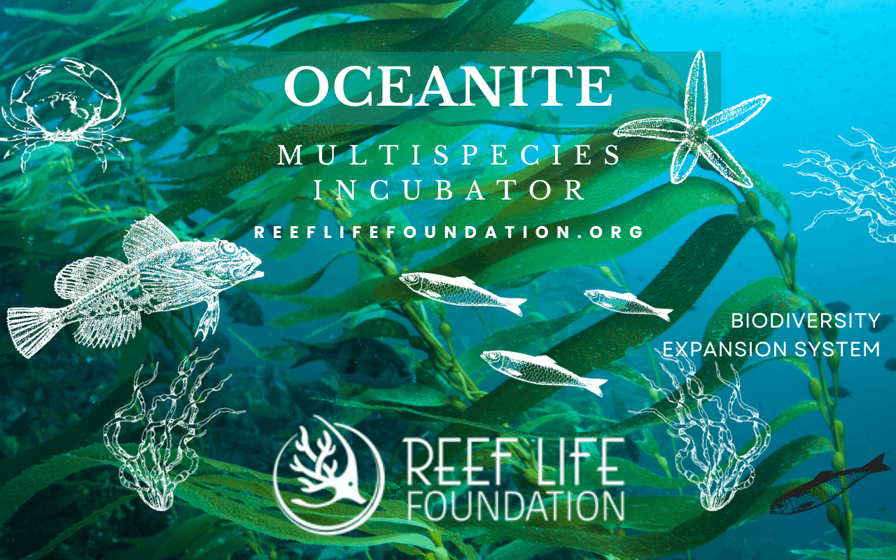 Reef Life Foundation