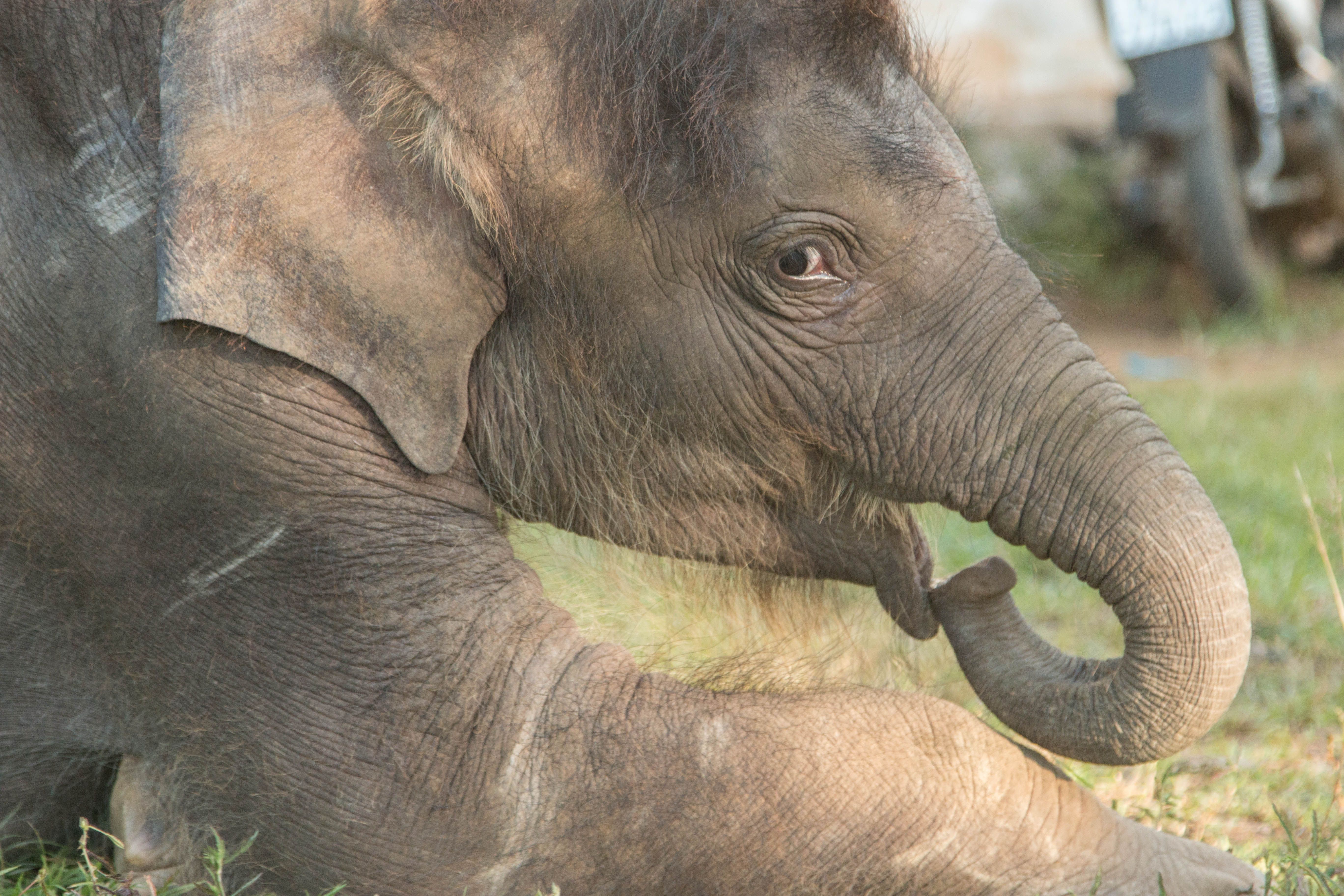 Elephant Care International