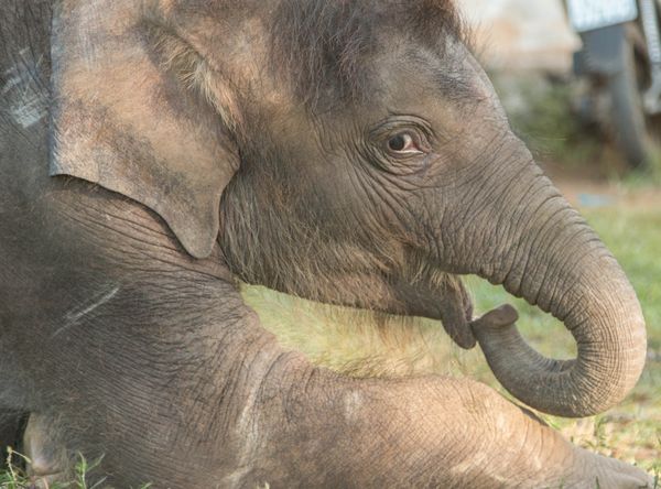 Elephant Care International