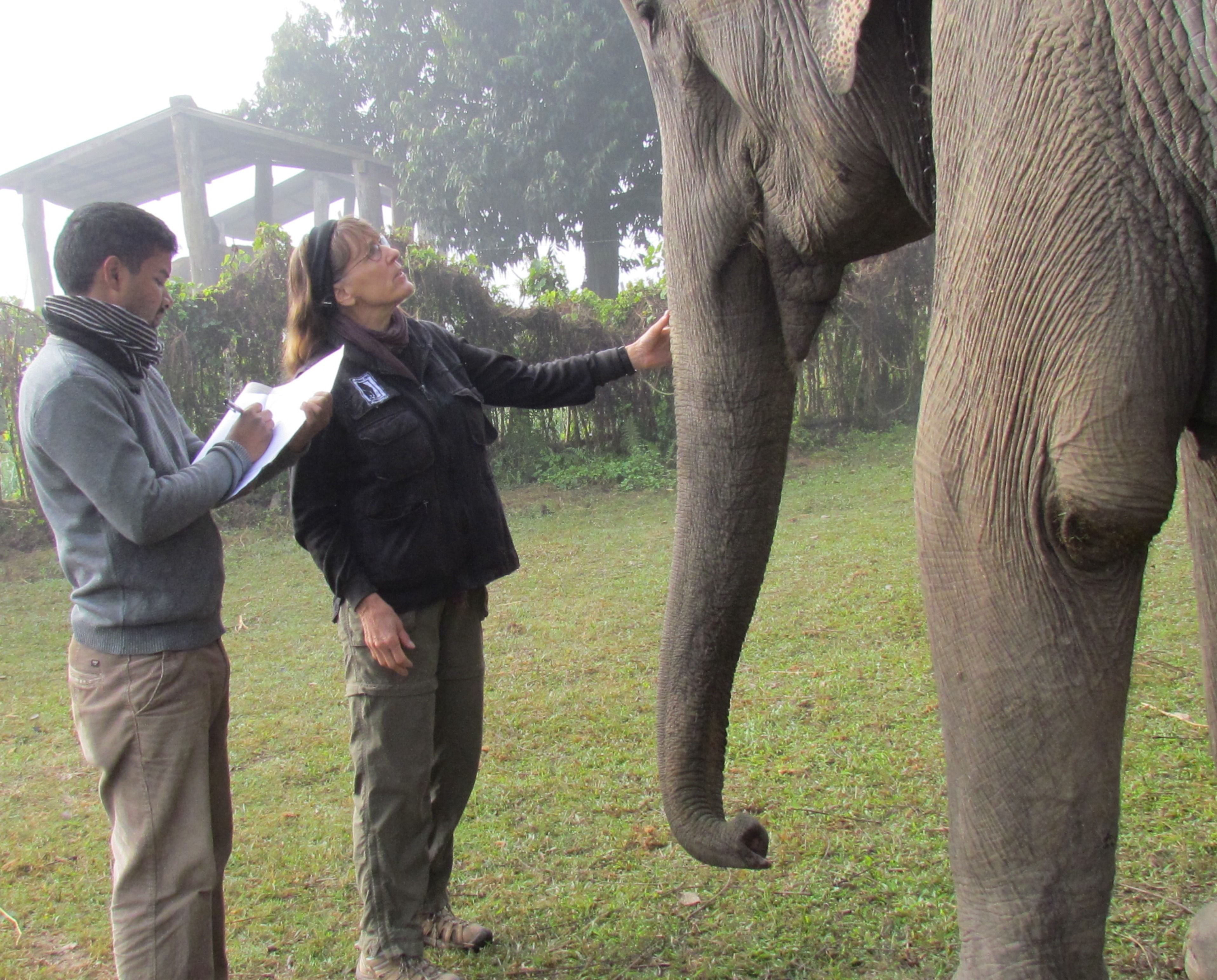 Elephant Care International
