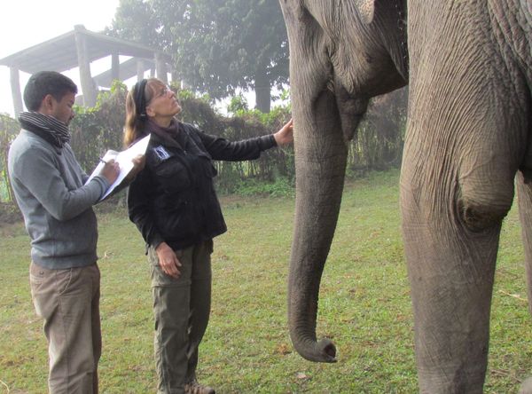 Elephant Care International