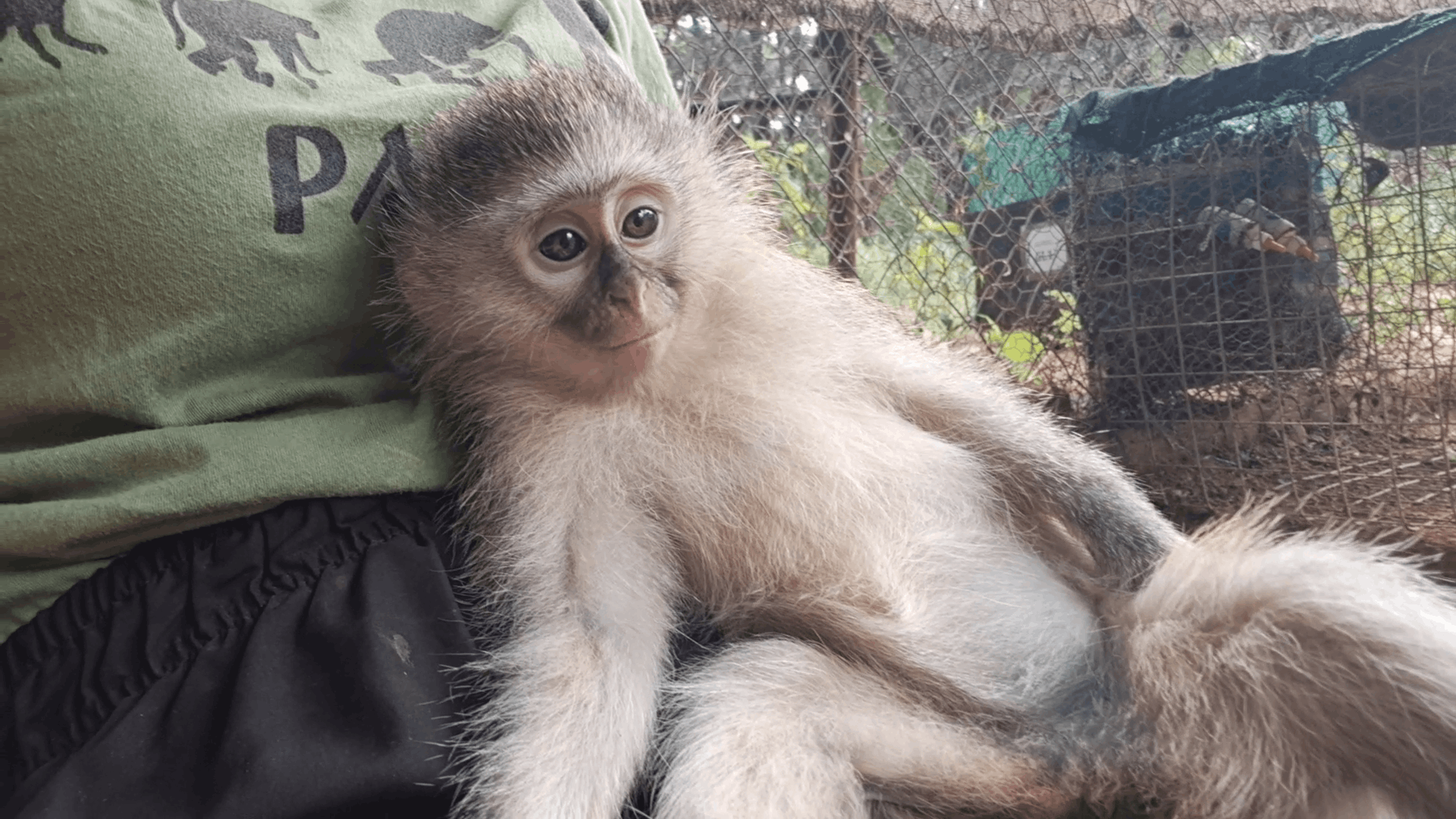 Friends of the Vervet Monkey Foundation