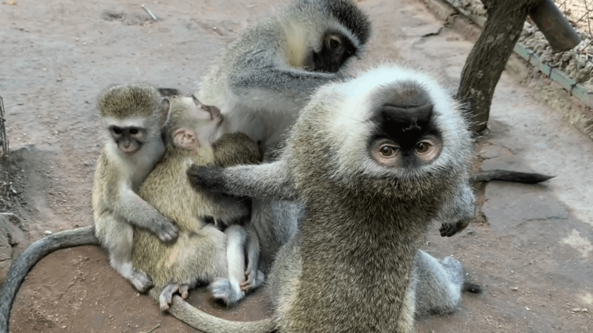 Friends of the Vervet Monkey Foundation