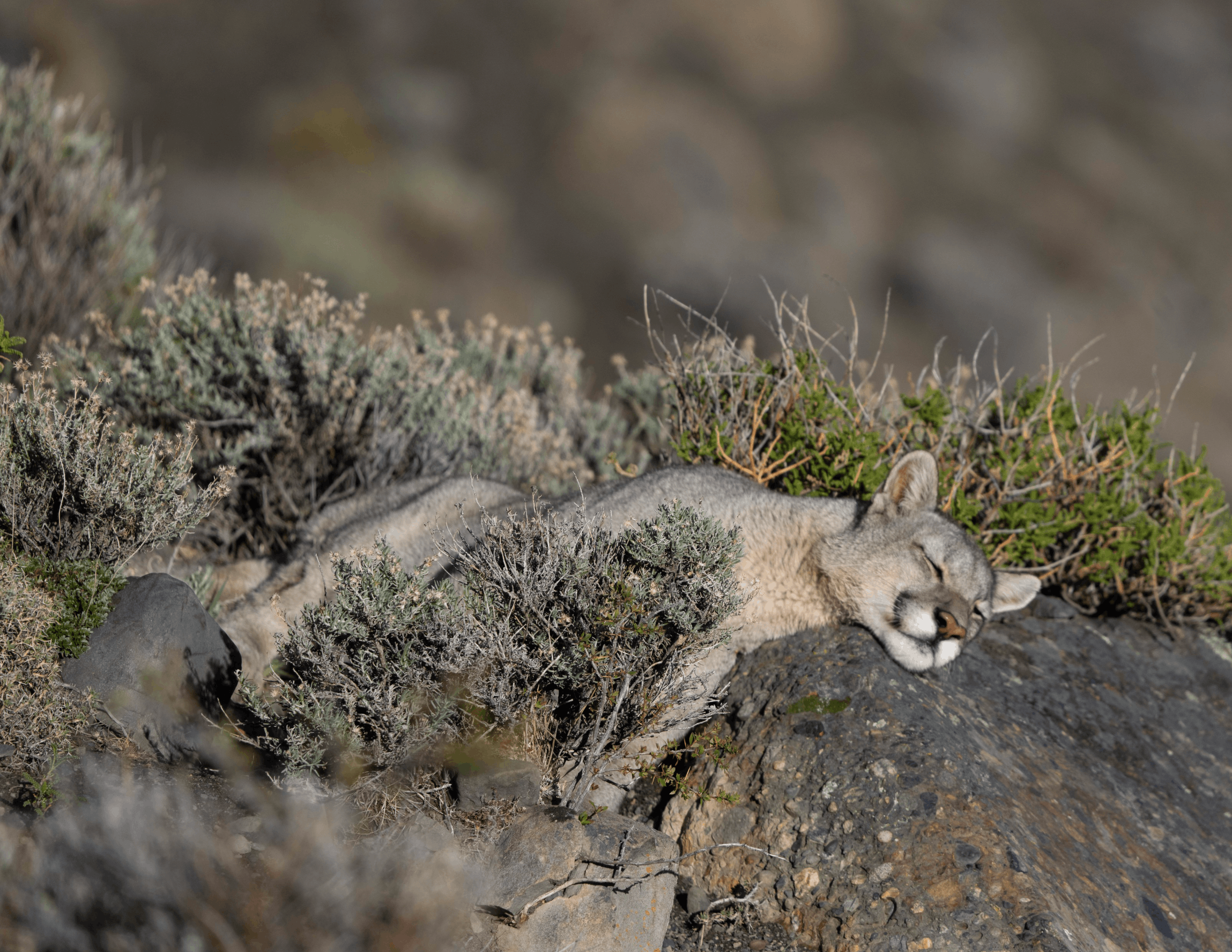 Felidae Conservation Fund