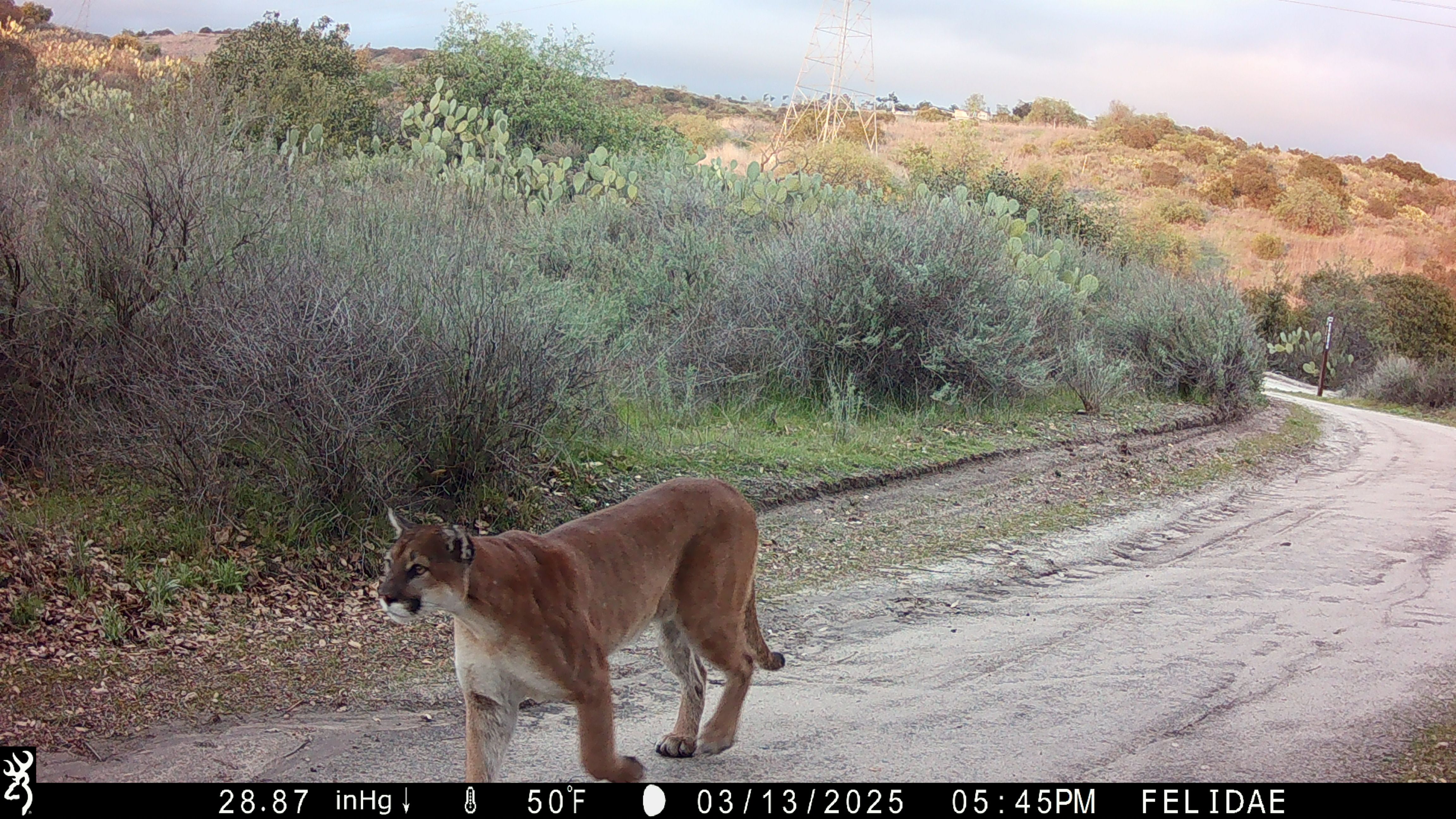 Felidae Conservation Fund