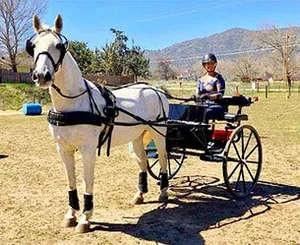 Lipizzan Rescue Foundation