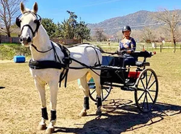 Lipizzan Rescue Foundation