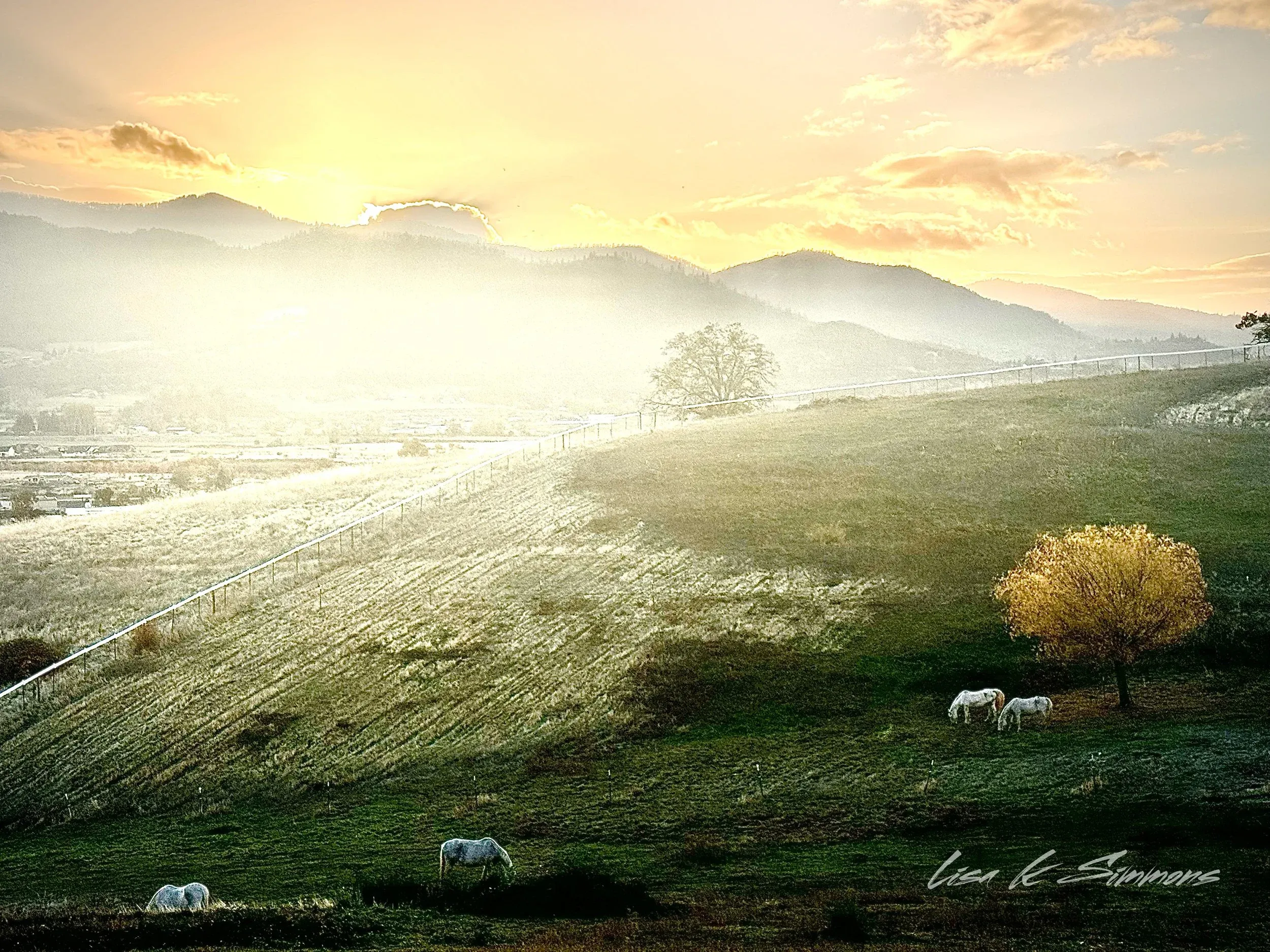 Lipizzan Rescue Foundation