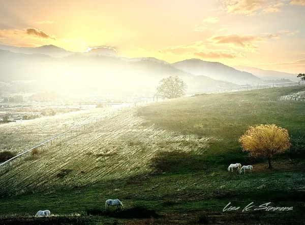 Lipizzan Rescue Foundation