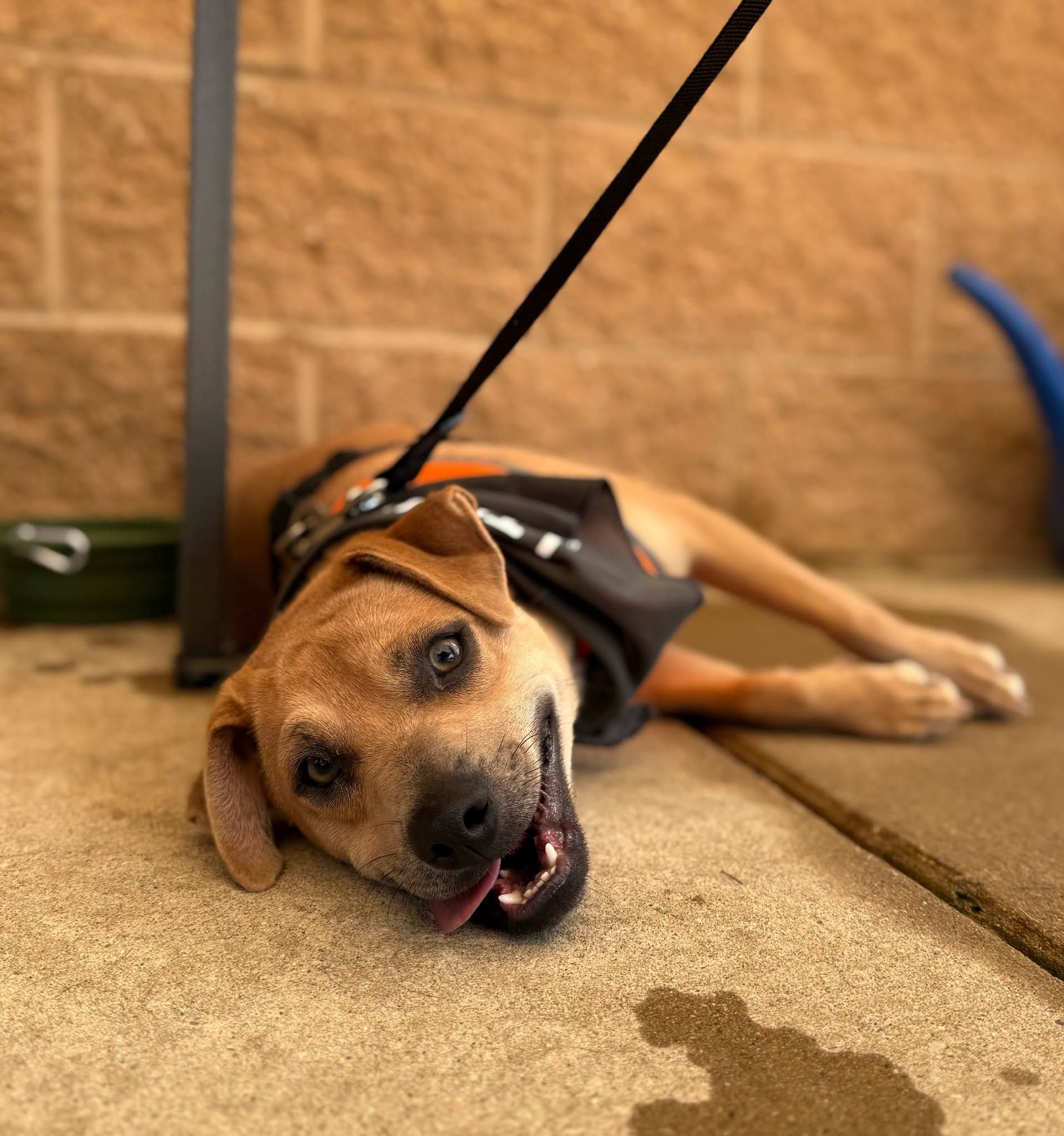 Little Traverse Bay Humane Society