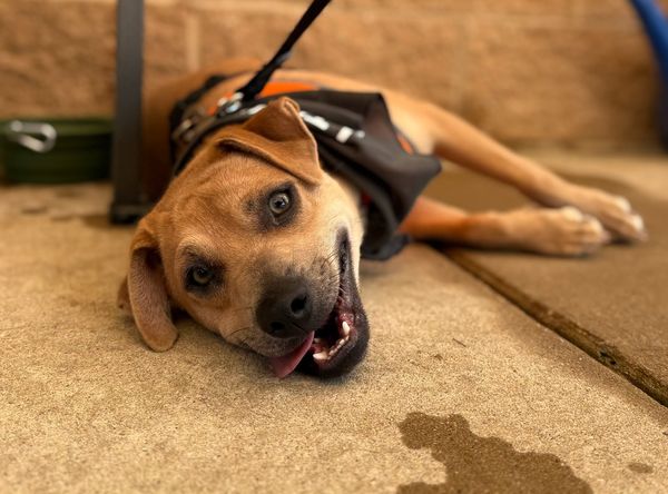 Little Traverse Bay Humane Society