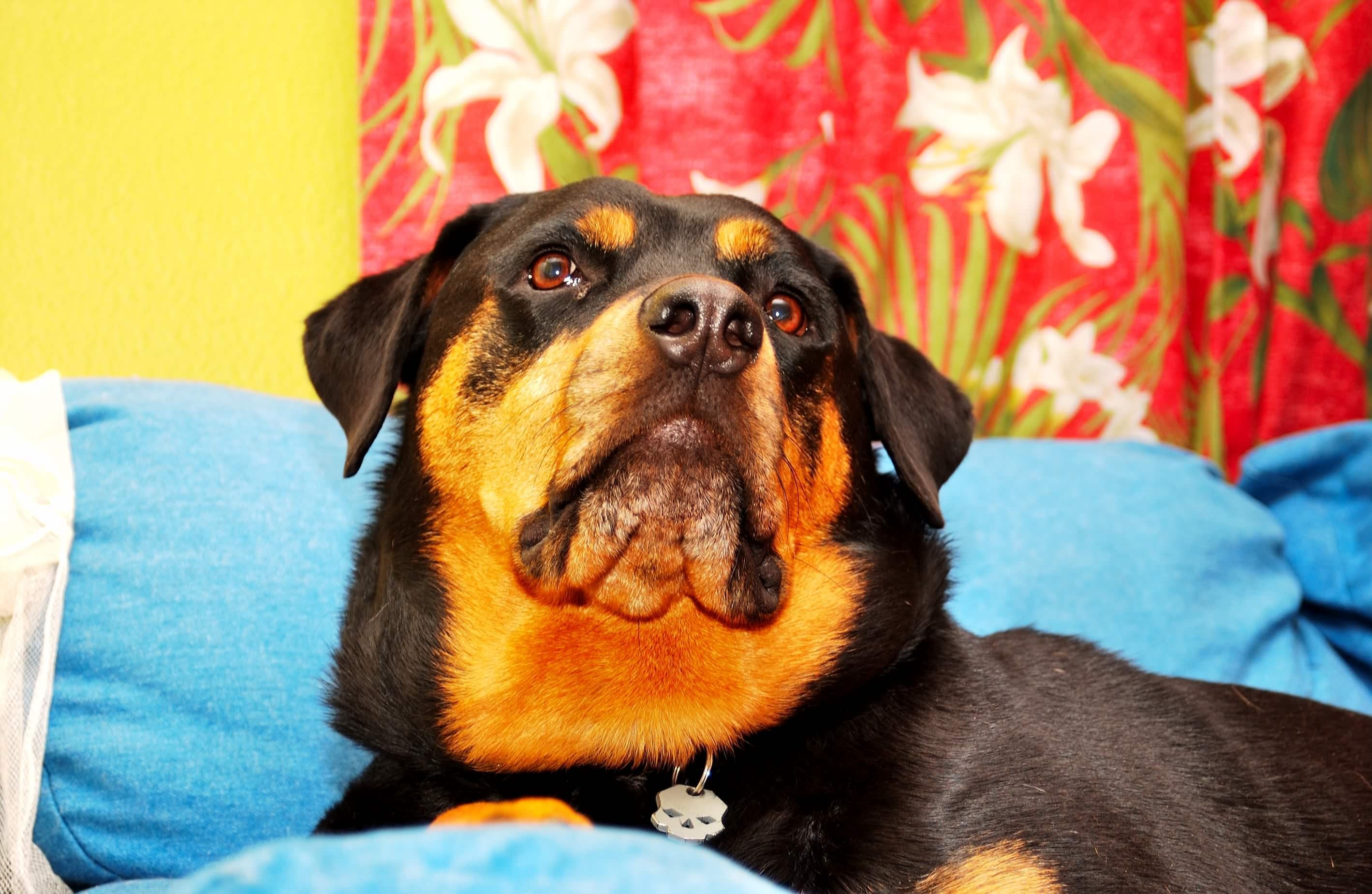 Greta's Wish Animal Welfare, Inc.