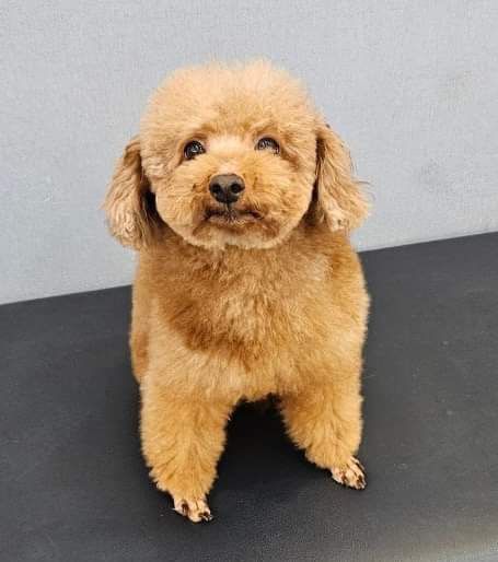 Furry Tales International, Inc.