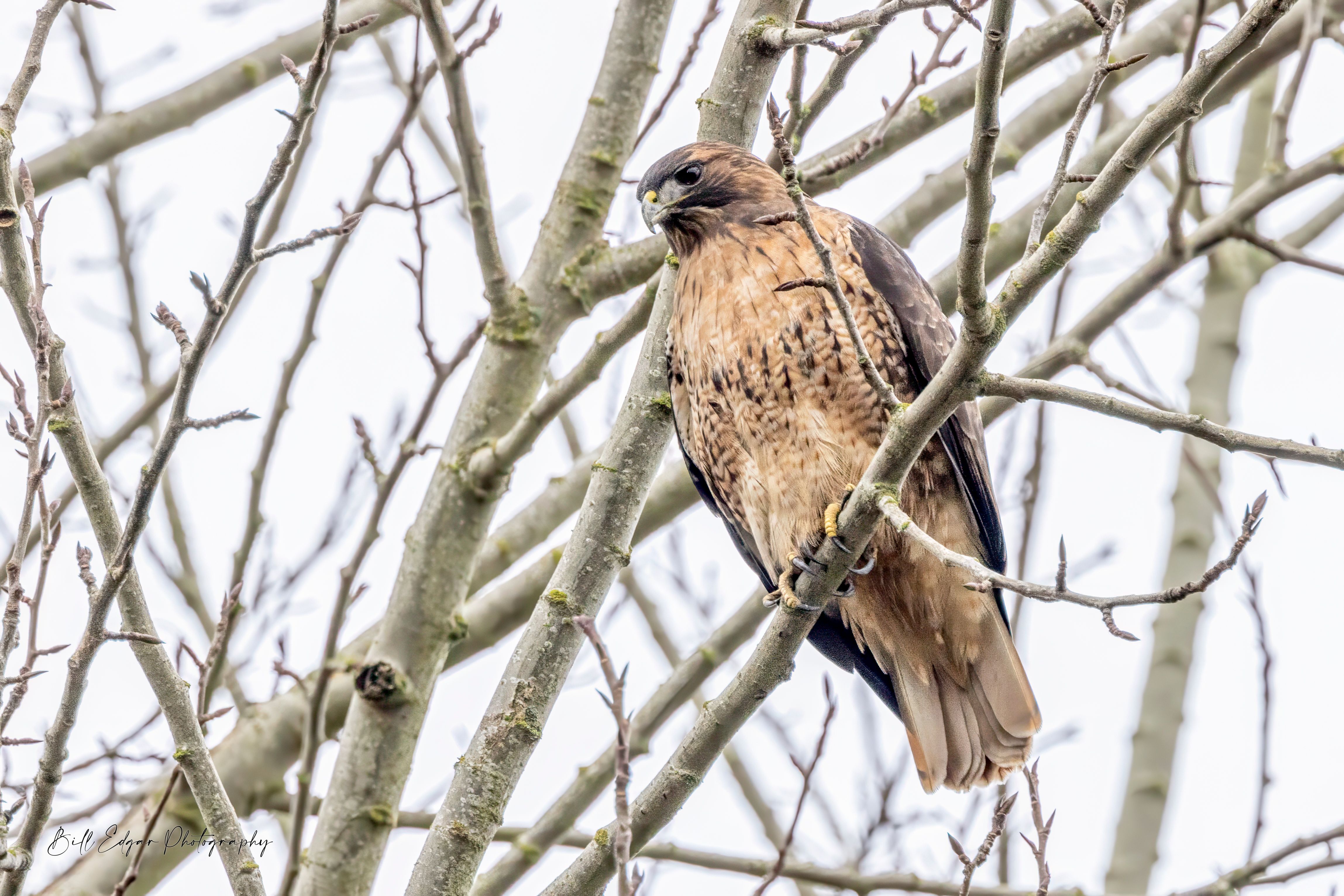 Foundation for Sustainable Community dba      Farmer Frog