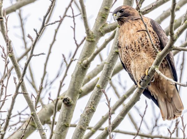 Foundation for Sustainable Community dba Farmer Frog