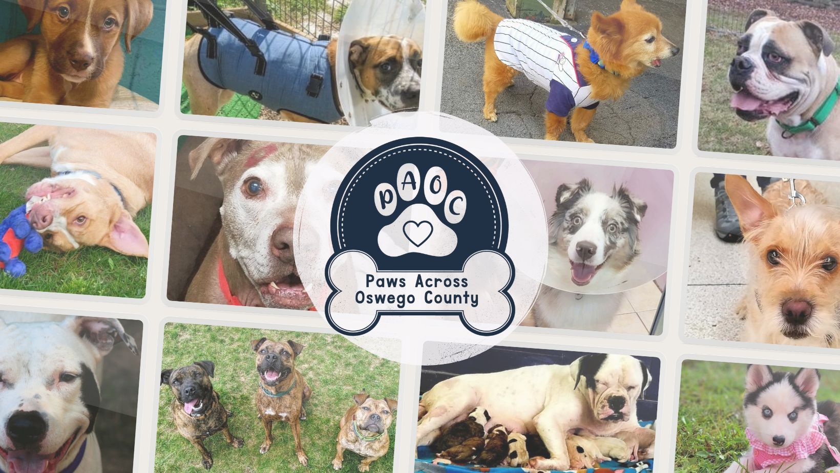 Paws Across Oswego County