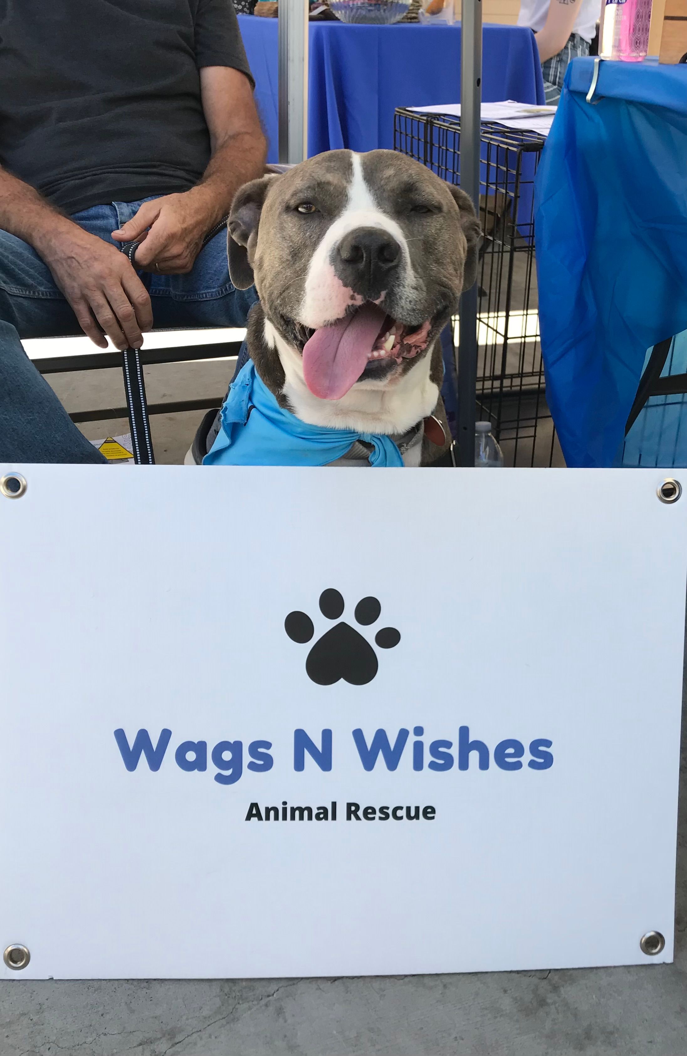 WAGS N WISHES