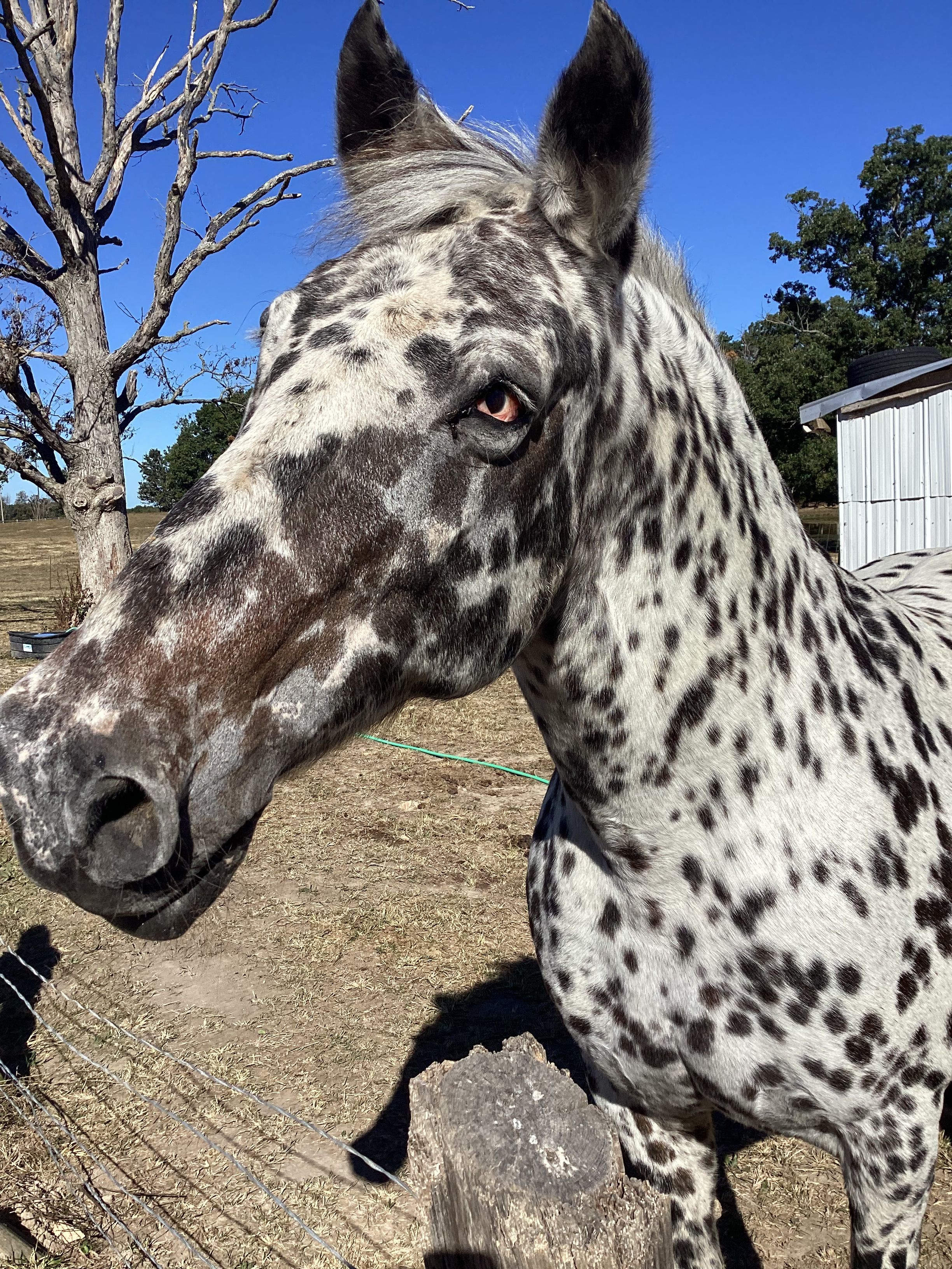 Bounds Horse Haven Sanctuary
