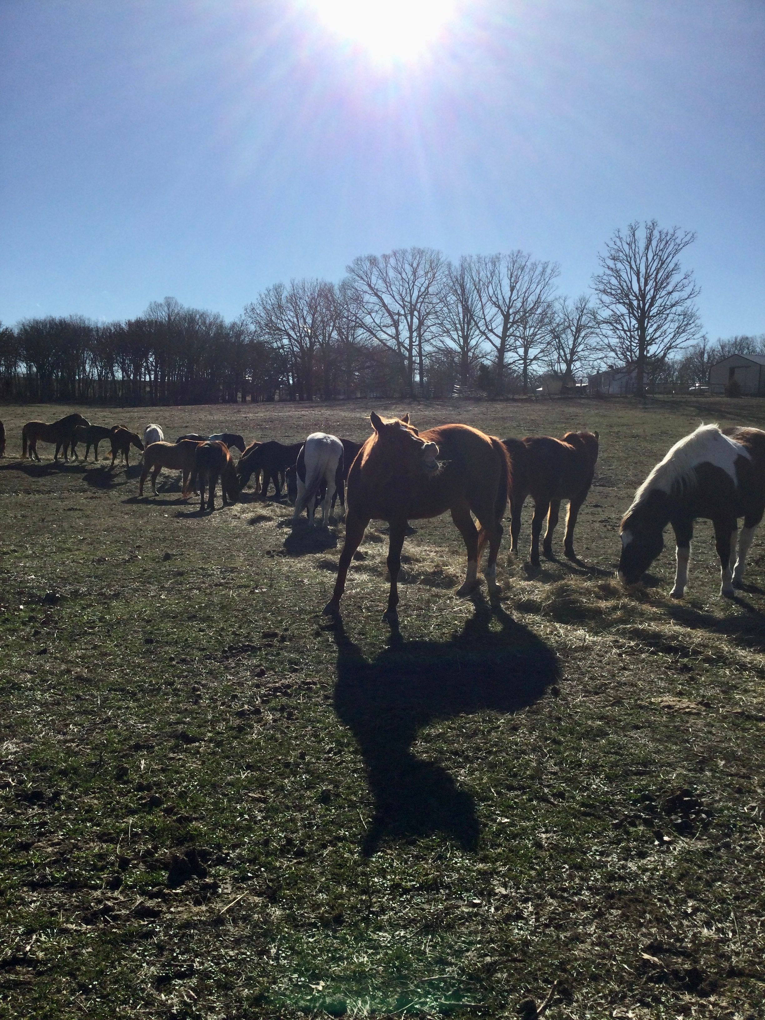 Bounds Horse Haven Sanctuary