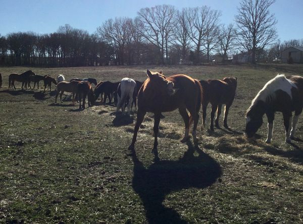 Bounds Horse Haven Sanctuary