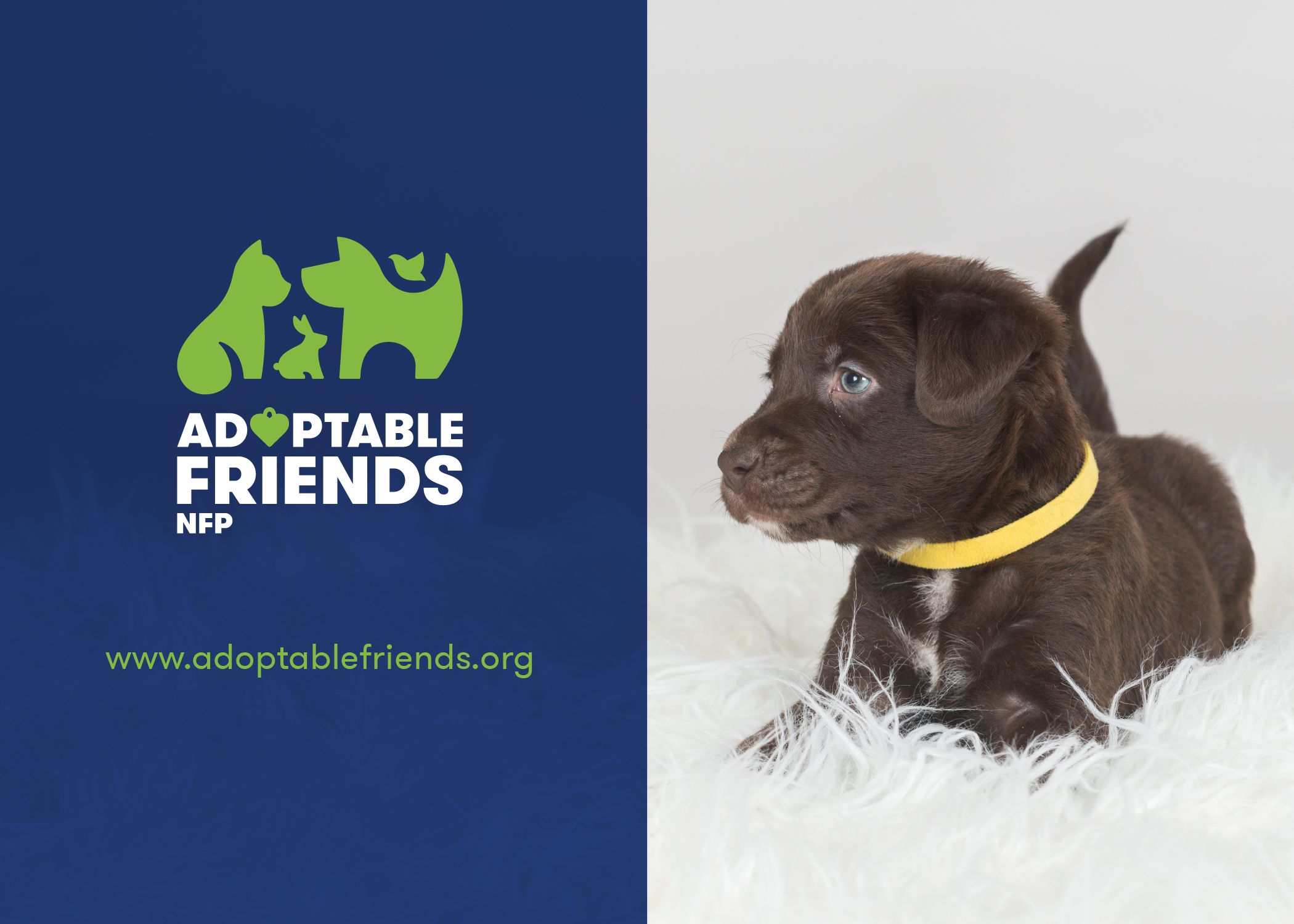 Adoptable Friends, NFP