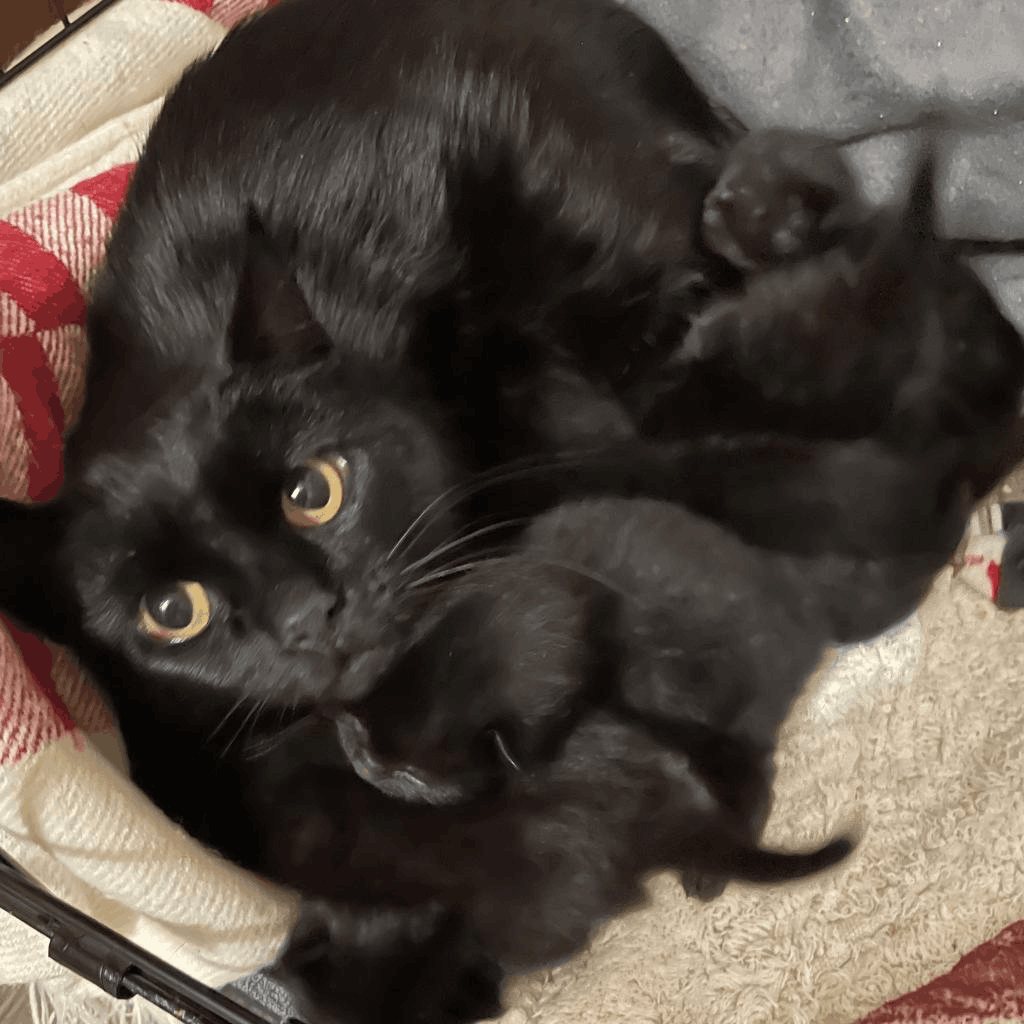 Adoptable Friends, NFP