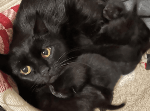 Adoptable Friends, NFP