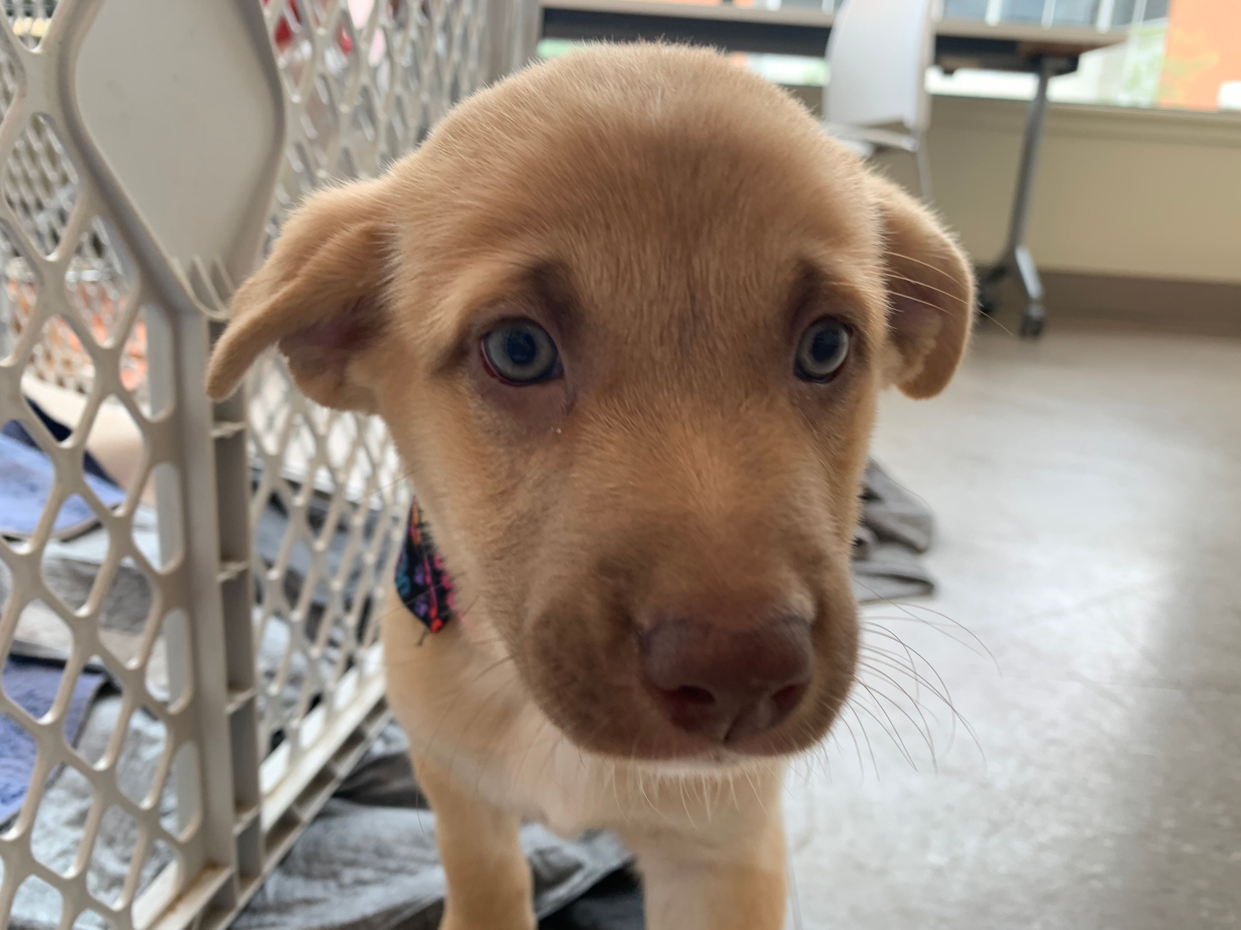 Adoptable Friends, NFP