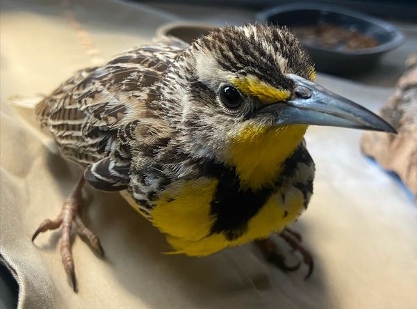 Northern Colorado Wildlife Center