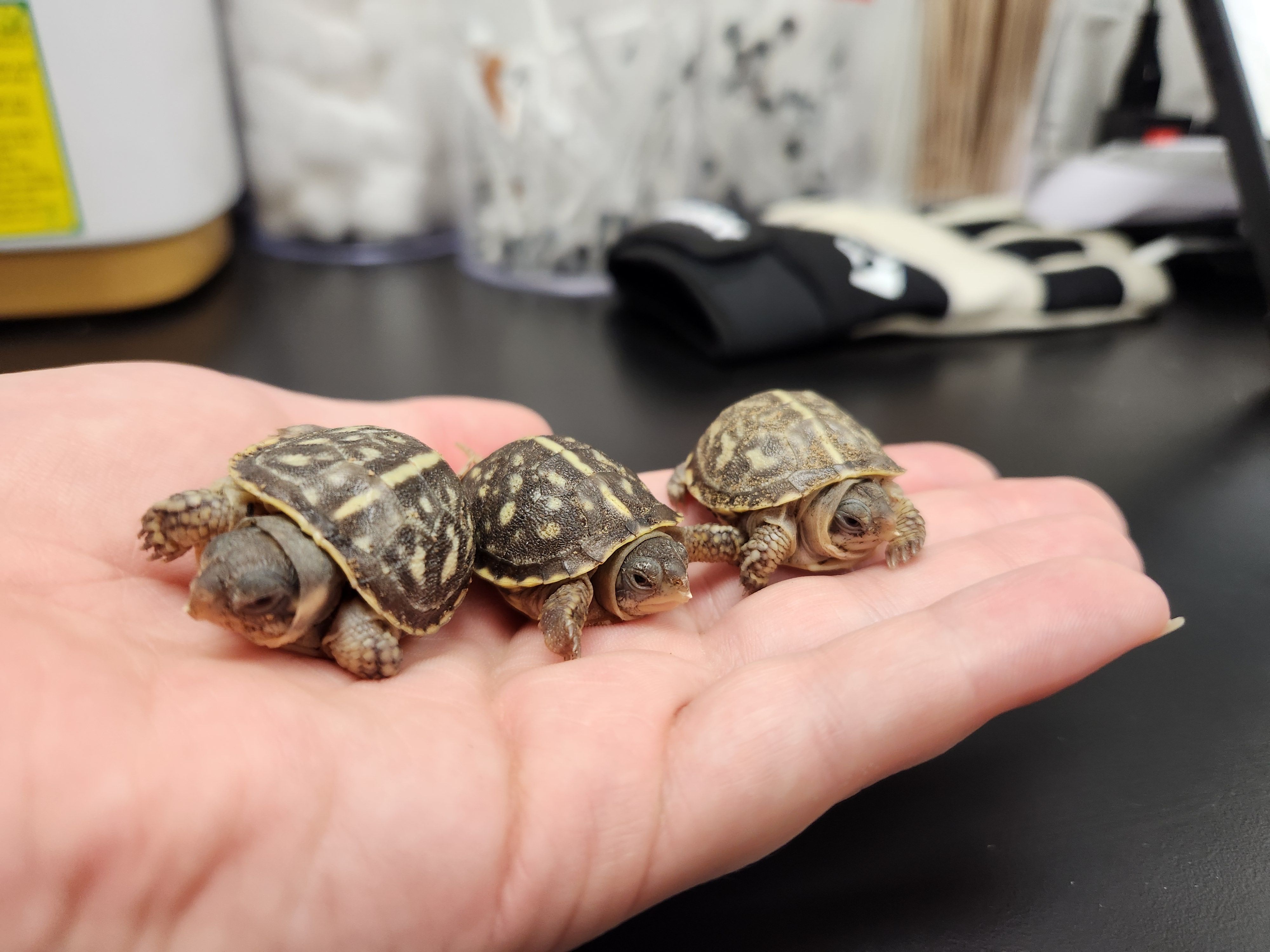 Northern Colorado Wildlife Center