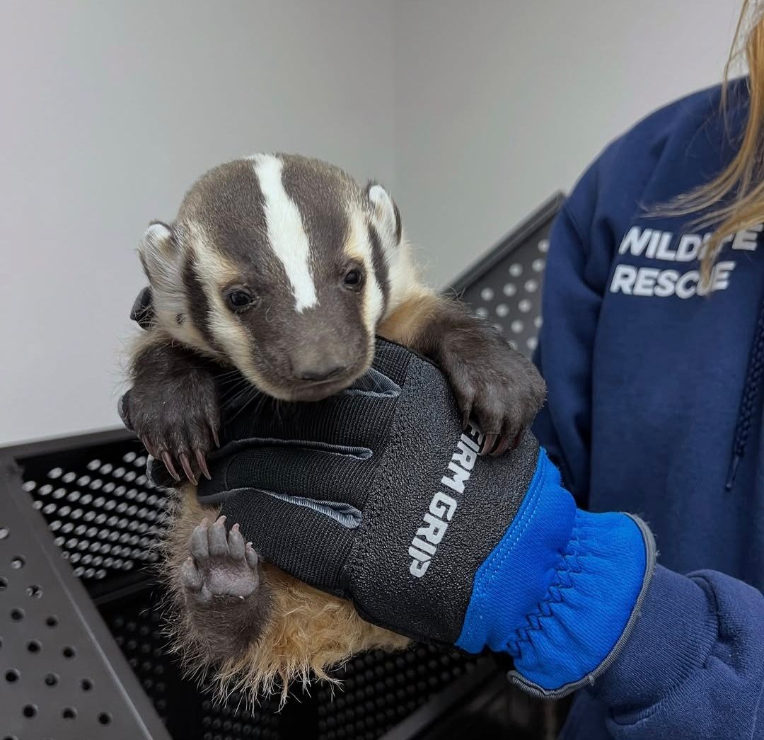 Northern Colorado Wildlife Center