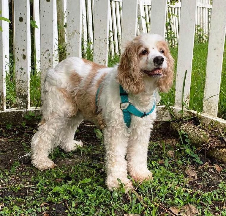 Poodle and Pooch Rescue of Florida