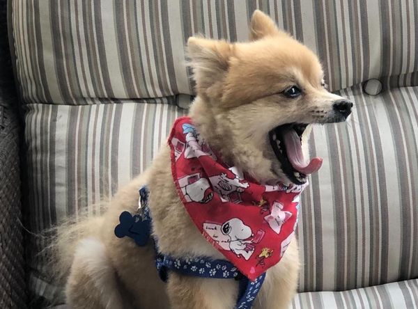 Poodle and Pooch Rescue of Florida