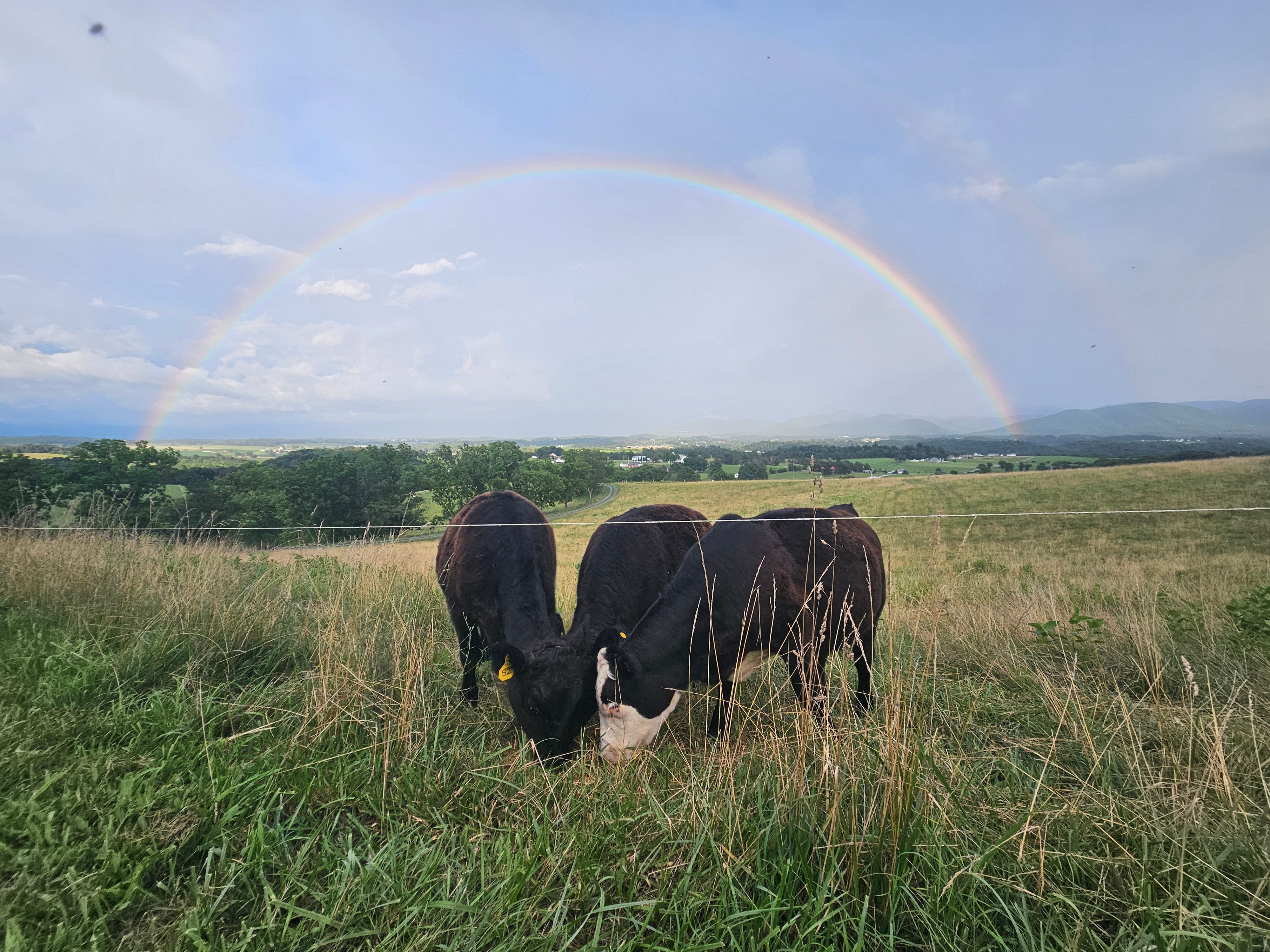 Alliance for the Shenandoah Valley