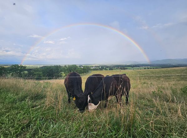Alliance for the Shenandoah Valley