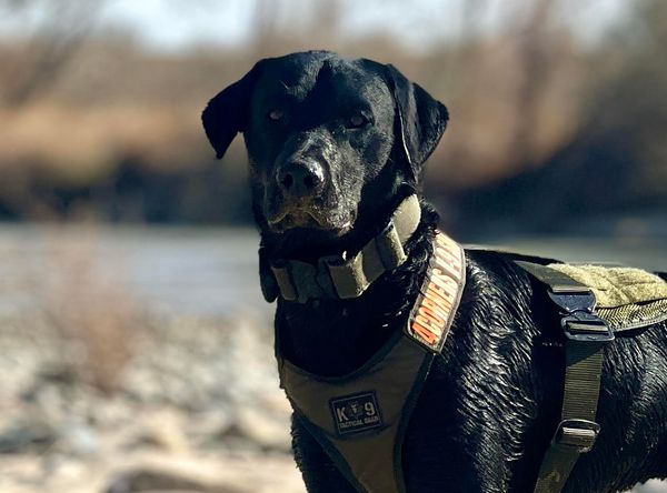 4Corners K-9 Search and Rescue