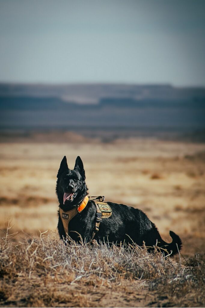 4Corners K-9 Search and Rescue