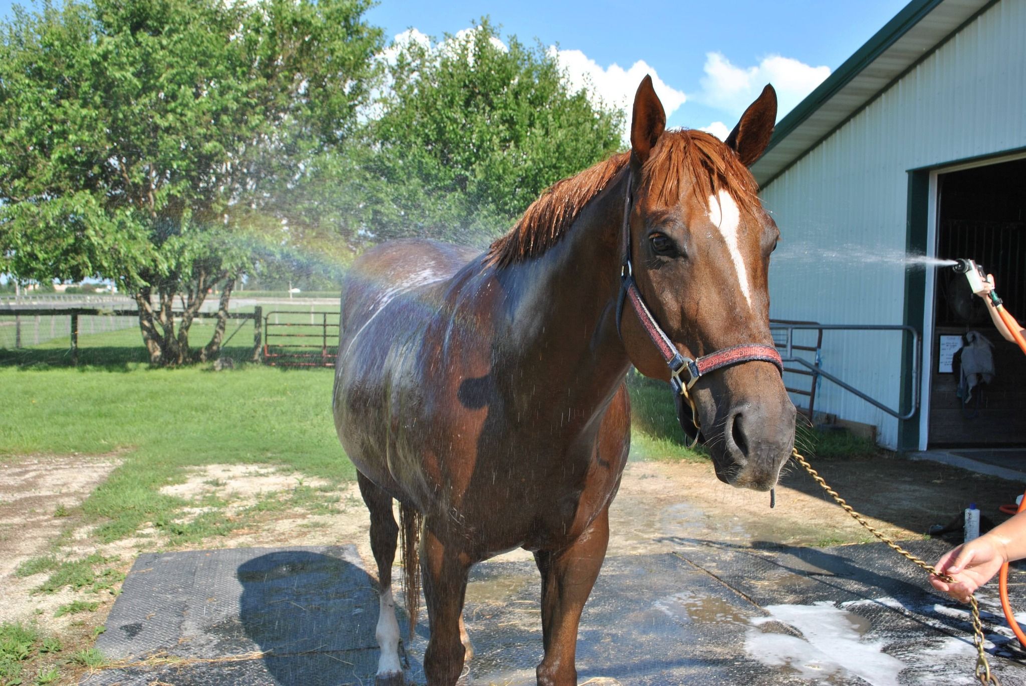 Illinois Equine Humane Center, NFP
