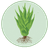 S.A.C.R.E.D. Saving Agave