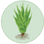 S.A.C.R.E.D. Saving Agave