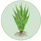 S.A.C.R.E.D. Saving Agave