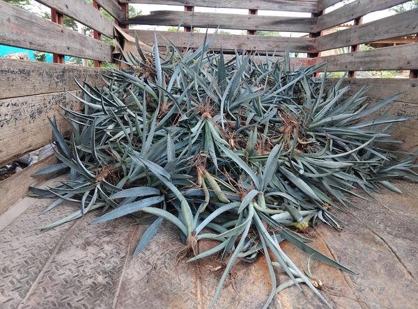 S.A.C.R.E.D. Saving Agave