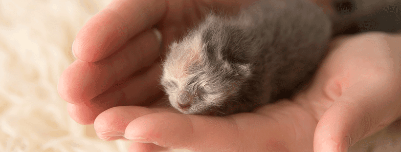 The Bitty Kitty Brigade