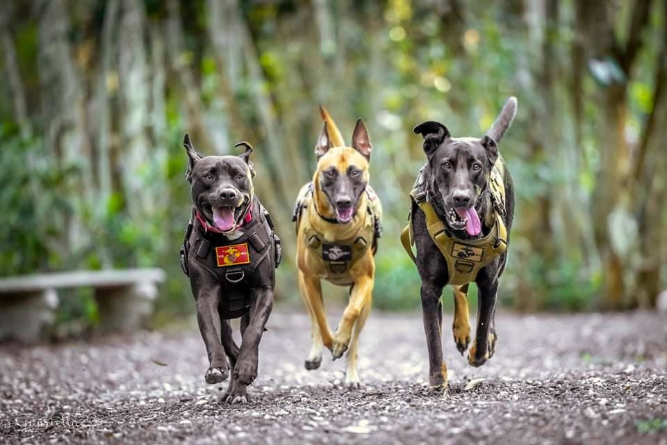 Semper Fi Service Dogs, Inc